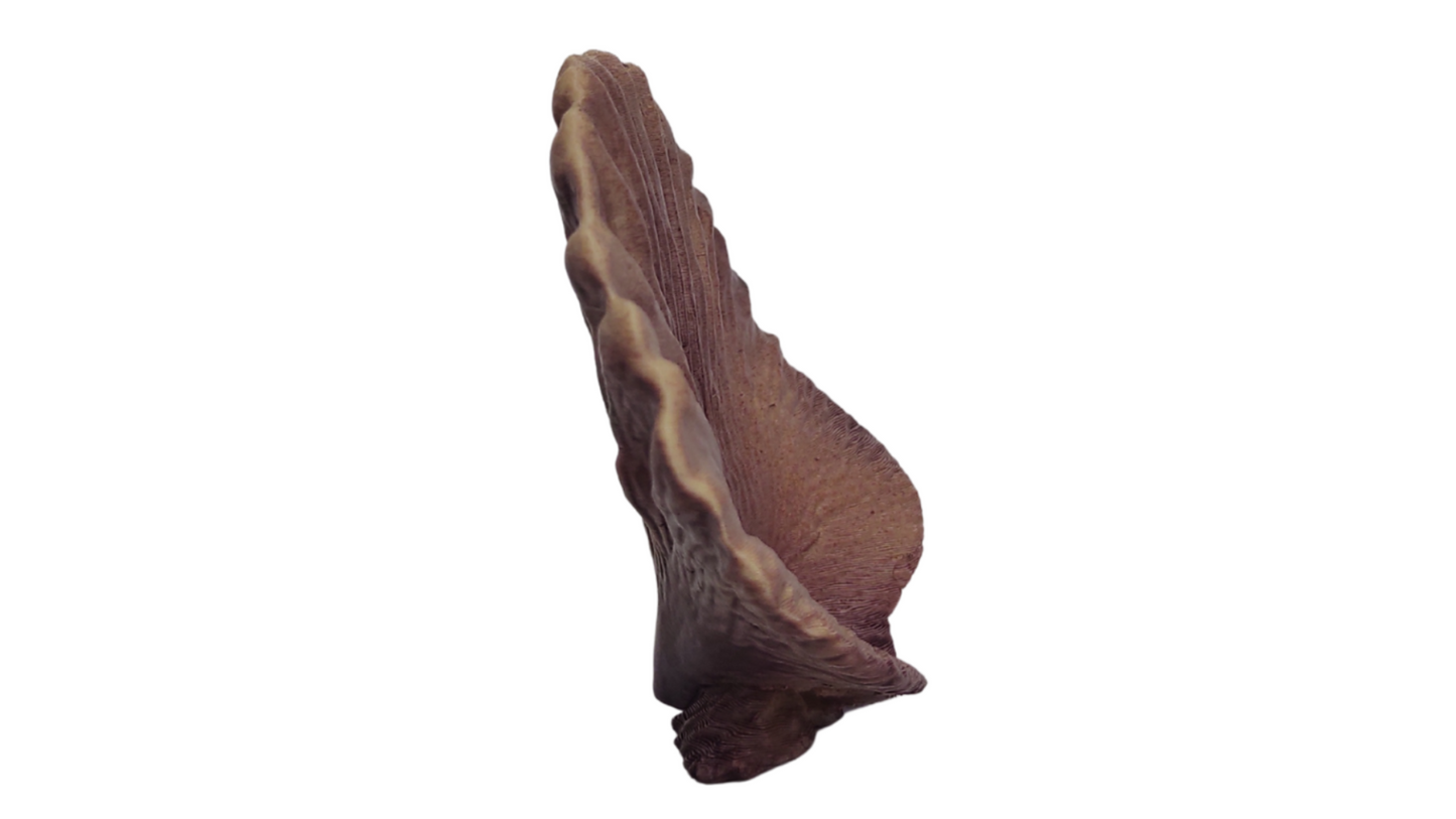 Concha de la costa plastica