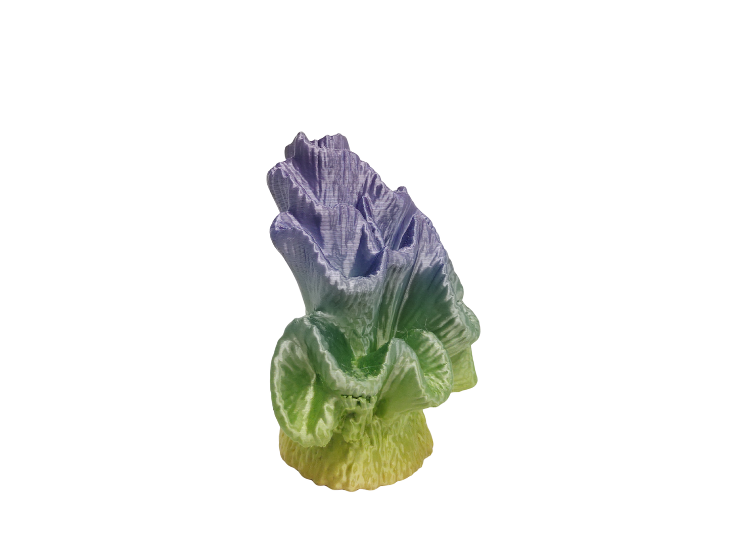 Coral Tricolor