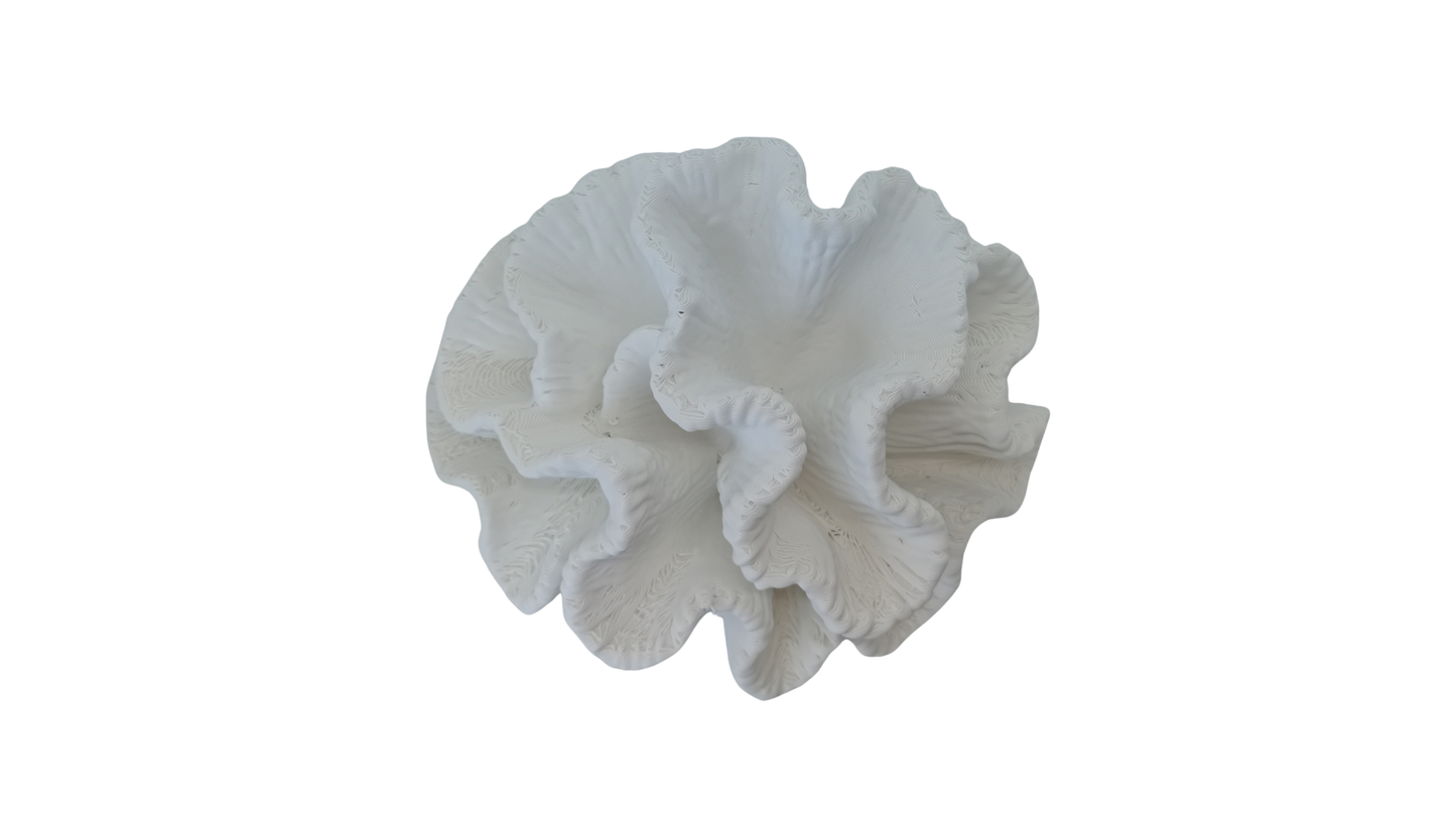Coral Decorativo Blanco