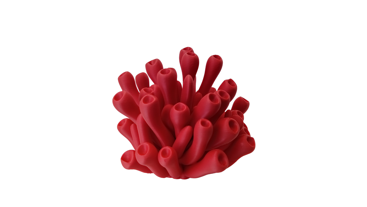 Anemona Coral Pequeña