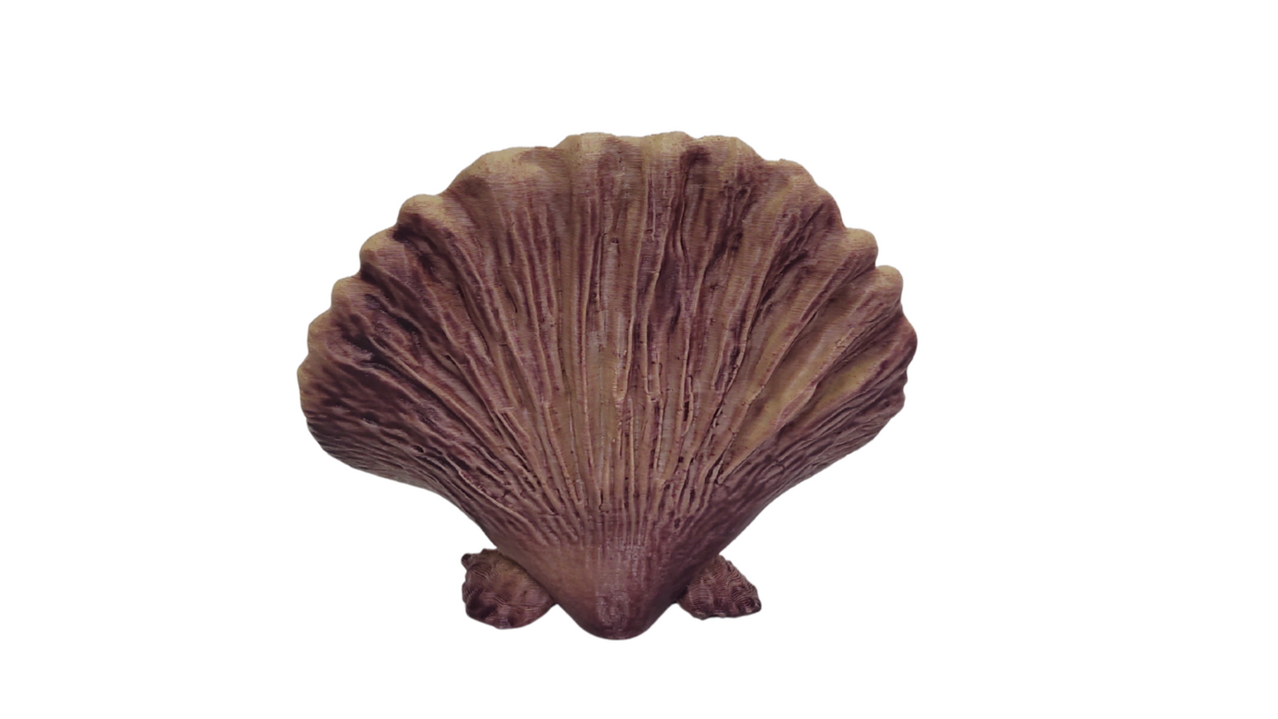 Concha de la costa plastica