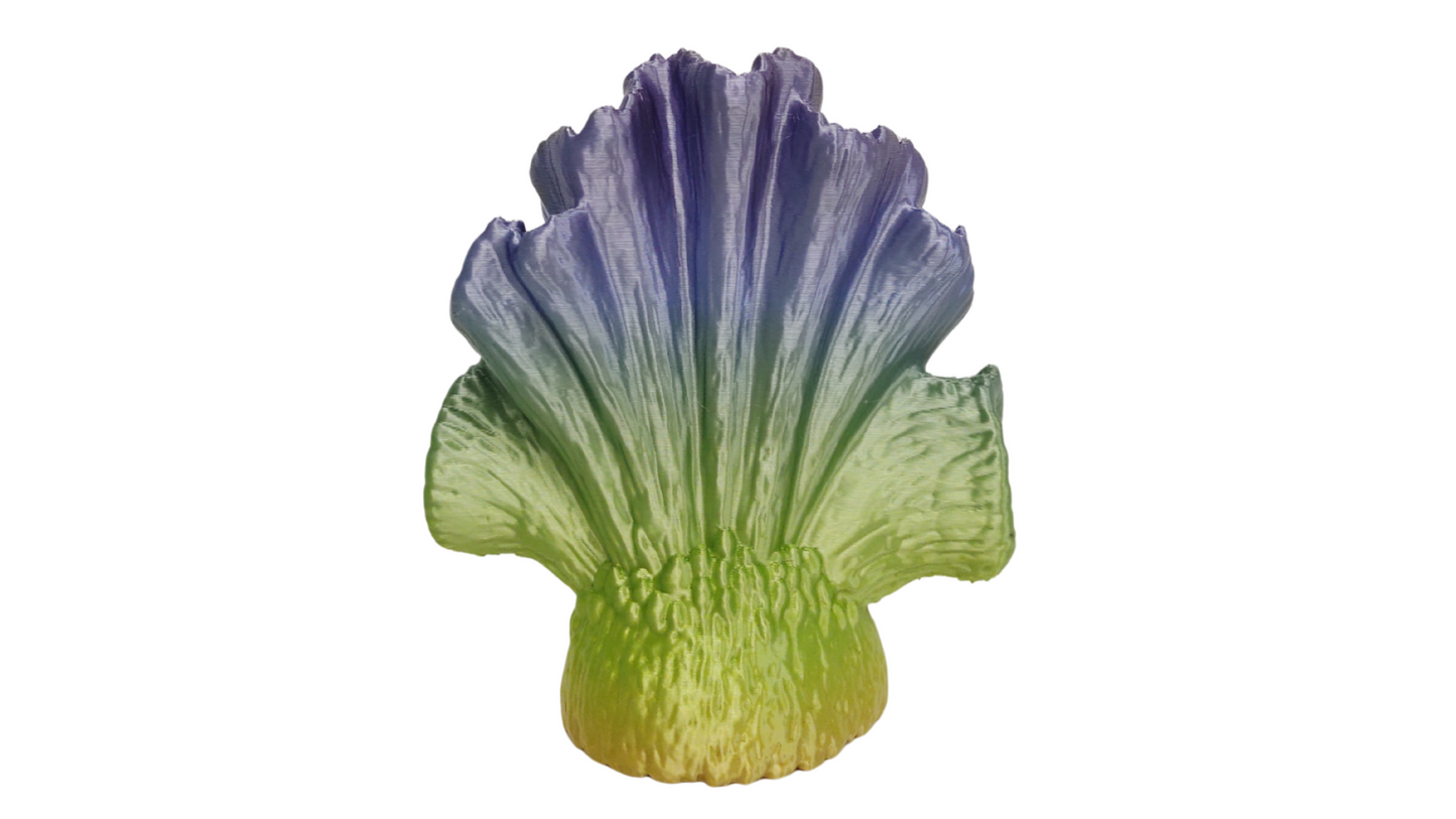 Coral Tricolor